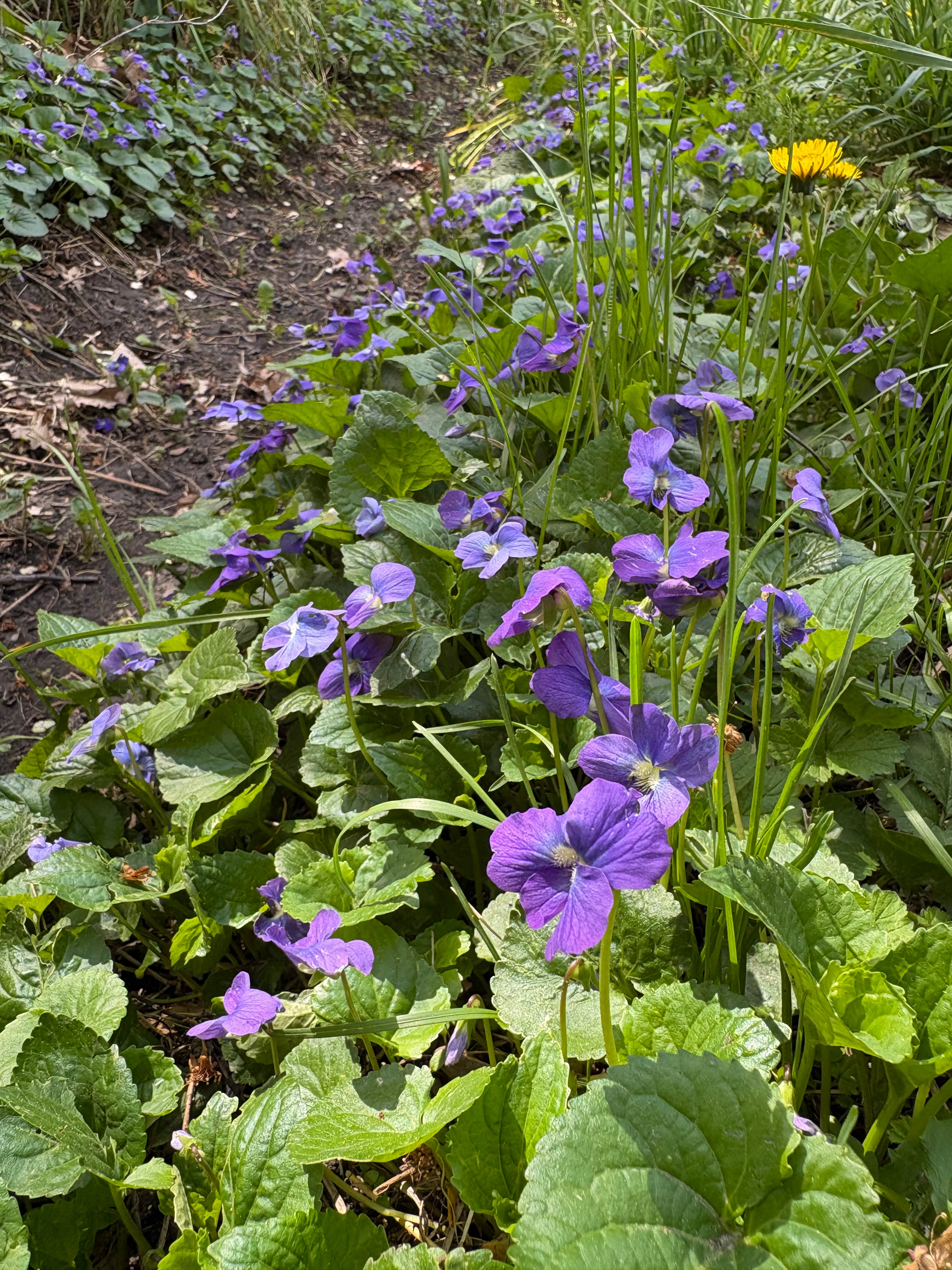 Seasonal Edible Flowers