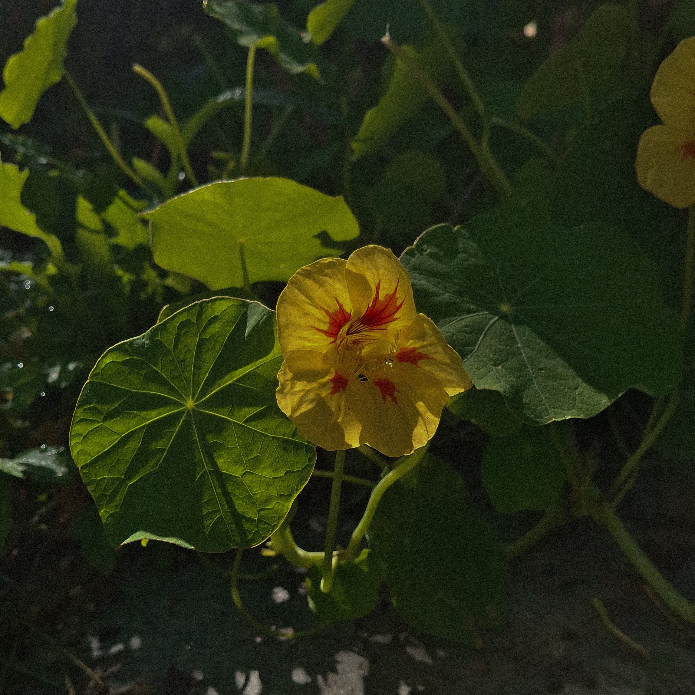 Yellow nasturtium flower with red center surrounded by green nasturtium leaves on a dark background